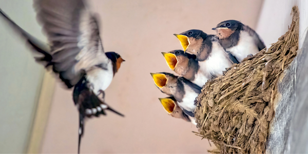 Japanese swallow nest